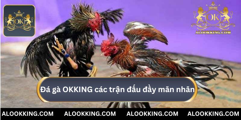 Đá gà OKKING với các trận đấu đầy mãn